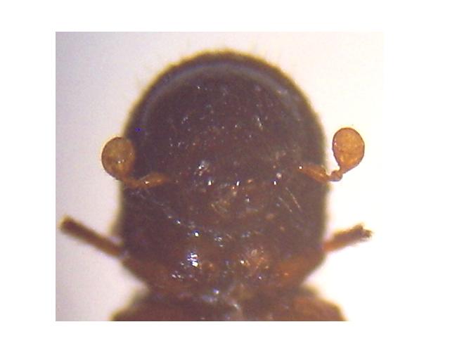 Xyleborus saxesenii, an ambrosia beetle. (Photos by Fdcgoeul via Wikimedia Commons)