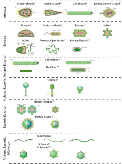 The different virion morphologies (virus shapes) found in the three domains of life, Bacteria, Archaea, and Eukarya. Corresponds to Fig. 1(B) in Nasir et al. (2014). 