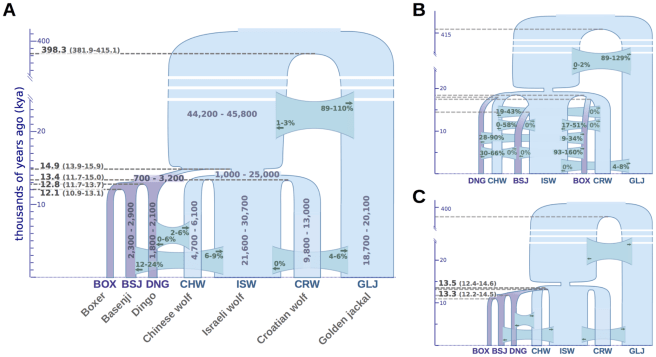Figure XXX. Three models evaluated by Freedman et al. (2014). In these models, the width of vertical segments indicates the population size at that point in time (y-axis is time going backward into the past starting from the present). The width of the horizontal line segments indicates the timing of gene flow between diverging populations, and the proportion of gene flow is indicated on these line segments. In the first model, dogs and wolves diverged from a large ancestral population, and then each group’s population size is strongly reduced. After population sizes recover again, there is a varying amount of gene flow between the now divergent populations.