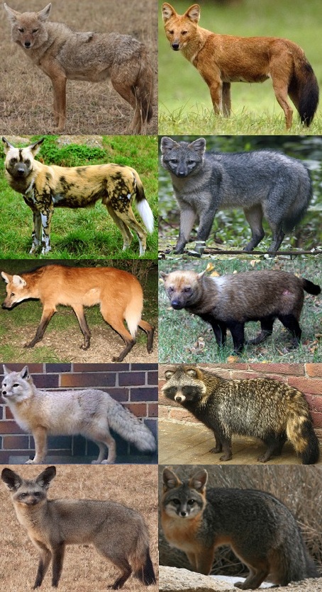 Major extant canid genera left-to-right, top-to-bottom: Canis, Cuon, Lycaon, Cerdocyon, Chrysocyon, Speothos, Vulpes, Nyctereutes, Otocyon and Urocyon. (Image by Profberger via Wikipedia)