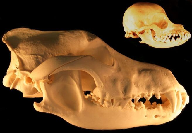 Figure 1. The bottom skull is from a wolf, Canis lupis, and the top skull is from a Chihuahua. The Chihuahua skull has been drastically transformed by artificial selection. (Image by Mccabe via Wikimedia.)