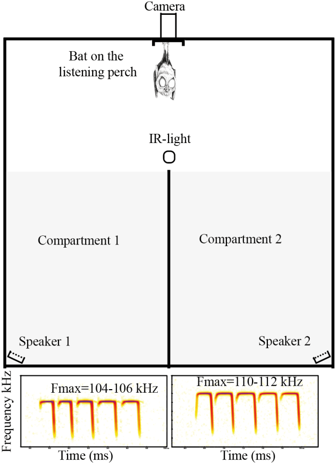 The experimental setup of the mate choice trials. The authors randomized the call assigned to each speaker, and recorded which compartment the bat flew into for every trial. Adapted from Figure 1, Puechmaille et al. (2014).