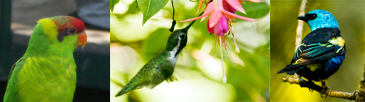 Parrots like this Iris Lorikeet, hummingbirds like this Costa’s Hummingbird and songbirds like this Blue-necked Tanager are three lineages of birds that can all learn songs and sounds. Photos taken by Allison Shultz.