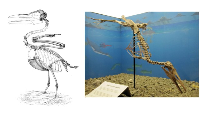 Shultz_toothed_skeletons