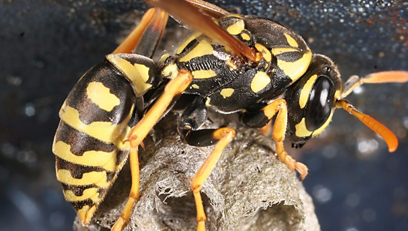 Polistes-dominulus
