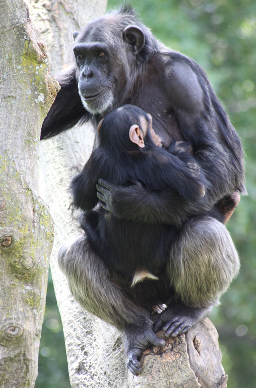 female_chimpanzee_with_baby_28330852271629