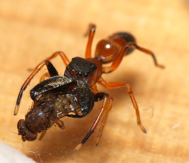 Myrmarachne formicaria