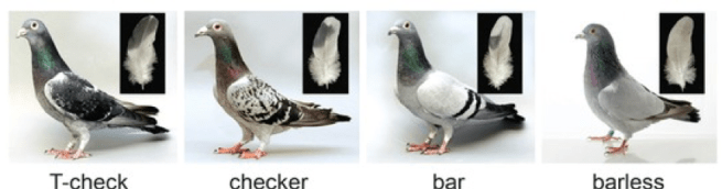 EvoBites_Weiner_pigeon