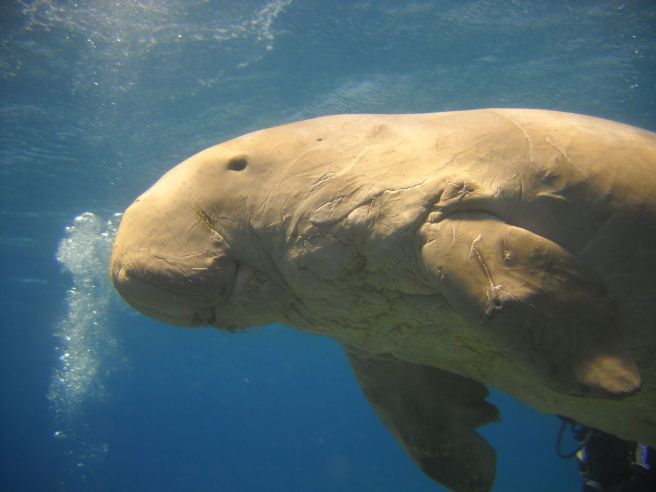 https://upload.wikimedia.org/wikipedia/commons/7/71/The_head_of_Dugong_dugon.jpg