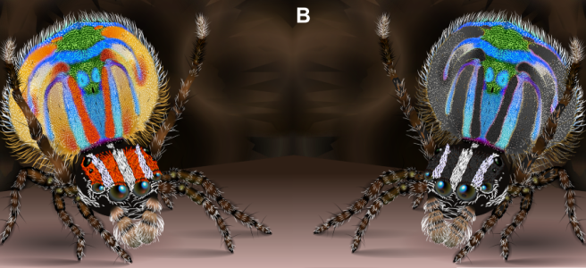 The pattern on male Maratus volans' tails is noticeable even without their red coloration