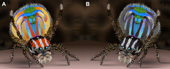 The pattern on male Maratus volans' tails is noticeable even without their red coloration