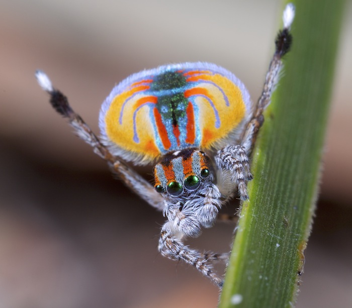 https://commons.wikimedia.org/wiki/File:MalePeacockSpider.jpg