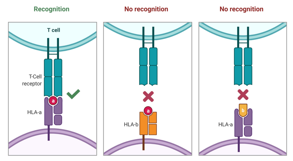 Peptide presentation by HLA to T-cells: HLA proteins come in various forms and have variations located in the peptide-binding region. Each type of HLA-protein helps the immune system recognise a limited repertoire of non-self peptides produced by an individual cell. T-cells that recognise such HLA-peptide signals get activated in return to initiate immune responses against the peptide-producing cells. Both the T-cells and HLA molecules show specificity towards the peptide in question and their interplay leads to immune surveillance against non-self peptides.
